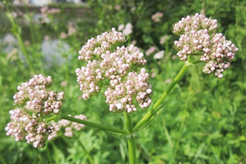 Валериана лекарственная - aptechka.org