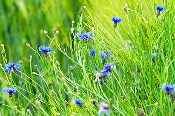 Василек синий - aptechka.org