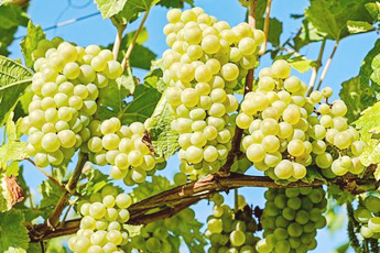 Виноград культурный - aptechka.org