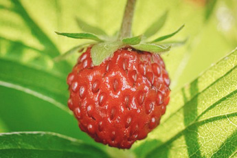 Земляника лесная - aptechka.org