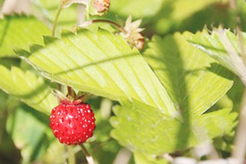 Земляника лесная - aptechka.org