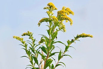 Золотарник, или Золотая розга - aptechka.org