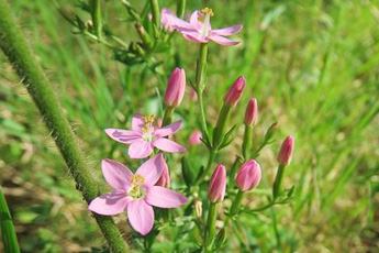 Золототысячник зонтичный - aptechka.org