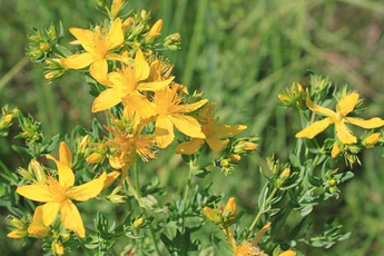 Зверобой продырявленный - aptechka.org