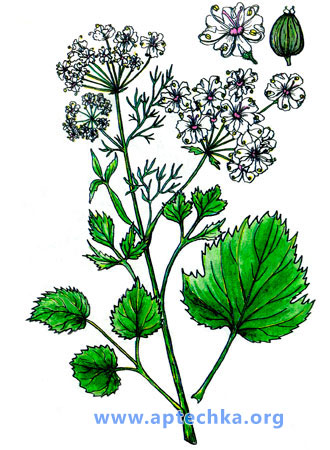 Анис обыкновенный - aptechka.org