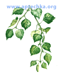 Береза бородавчастая - aptechka.org