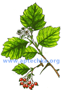 Боярышник - aptechka.org