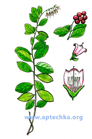 Брусника - aptechka.org