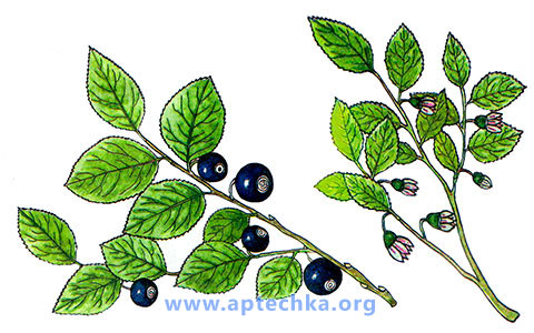 Черника обыкновенная  - aptechka.org