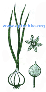 Чеснок посевной - aptechka.org