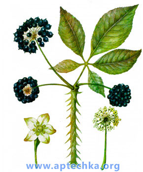 Элеутерококк колючий - aptechka.org