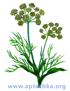 Фенхель обыкновенный, или укроп аптечный - aptechka.org