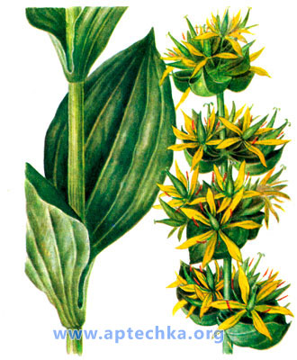 Горечавка желтая - aptechka.org