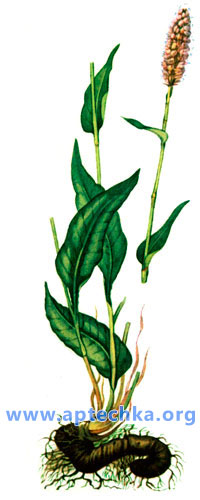 Горец змеиный - aptechka.org