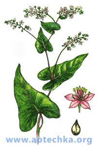 Гречиха посевная - aptechka.org