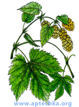 Хмель обыкновенный - aptechka.org