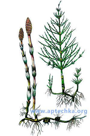 Хвощ полевой - aptechka.org