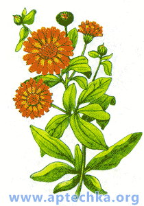Календула лекарственная, или ноготки - aptechka.org