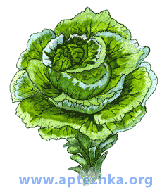 Капуста белокачанная, или огородная