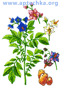 Картофель - aptechka.org