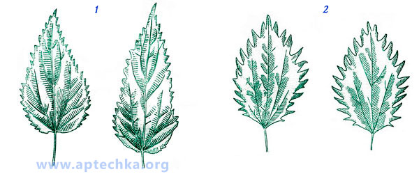 Листья крапивы двудомной и жгучей - aptechka.org