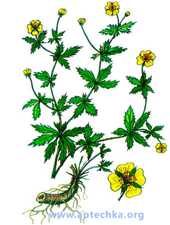 Лапчатка прямостоячая - aptechka.org