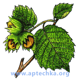 Лещина обыкновенная, или орех лесной - aptechka.org