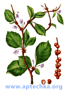 Лимонник китайский - aptechka.org