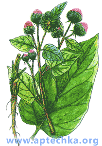 Лопух большой - aptechka.org