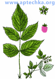 Малина обыкновенная - aptechka.org