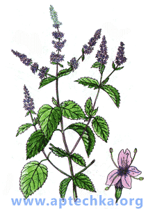 Мята перечная - aptechka.org