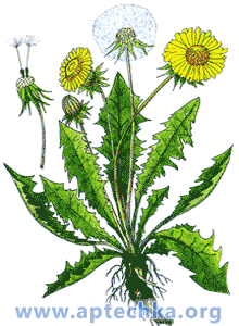 Одуванчик лекарственный - aptechka.org