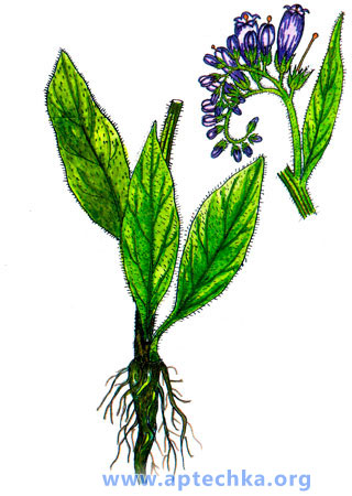 Окопник лекарственный - aptechka.org