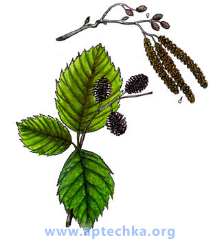 Ольха серая - aptechka.org