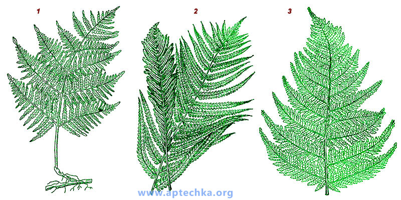 Примеси к бруснике