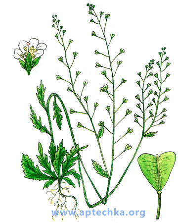 Пастушья сумка - aptechka.org