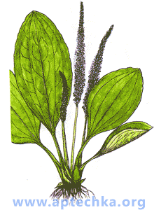 Подорожник большой - aptechka.org