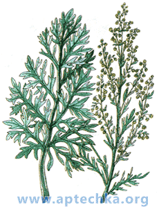 Полынь горькая - aptechka.org