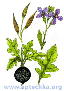 Редька посевная - aptechka.org