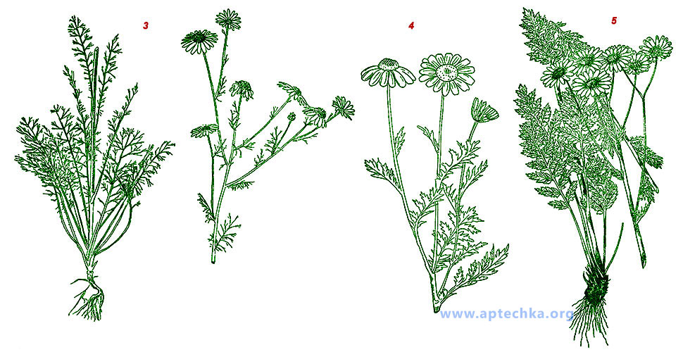 Примеси к ромашке аптечной - aptechka.org