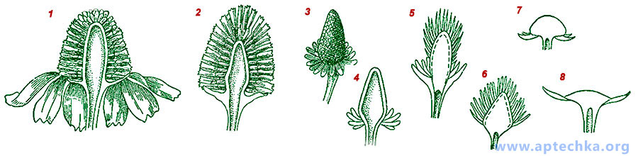 Примеси к ромашке аптечной - aptechka.org