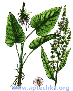 Щавель конский - aptechka.org