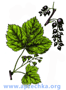 Смородина черная - aptechka.org