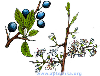 Трен - aptechka.org