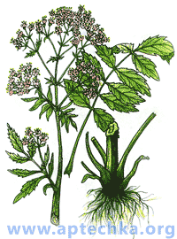 Валериана лекарственная - aptechka.org