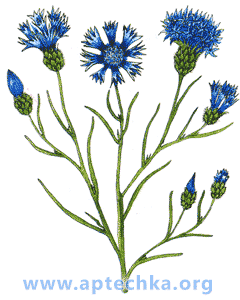 Василек синий - aptechka.org