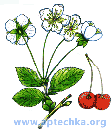 Вишня обыкновенная - aptechka.org