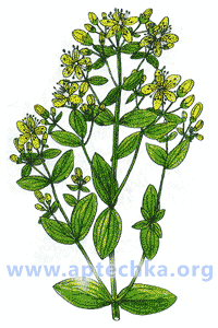 Зверобой продырявленный - aptechka.org