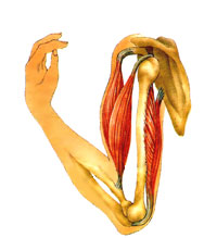 Бицепс и трицепс - мышцы-антагонисты - aptechka.org